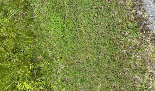 Photo #6 of Lot 1 Branch Bridge Street, Branchville, Virginia 0.6 acres