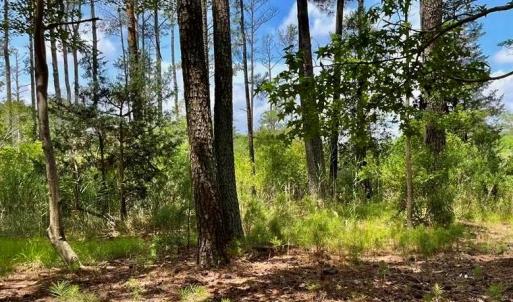 Photo #4 of 81 Finns Point Ln, Hampton, Virginia 5.5 acres