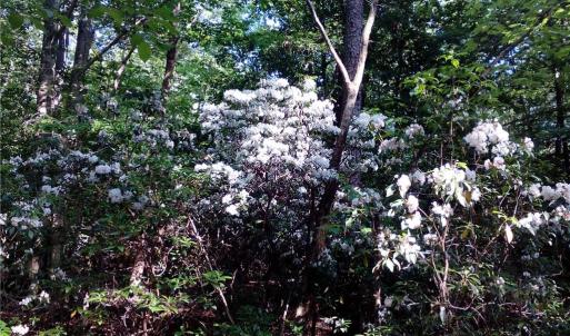 Photo #2 of 25+AC Millers Landing Road, Woods Cross Roads, Virginia 34.1 acres