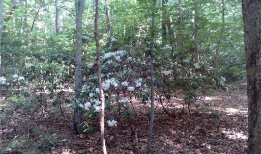 Photo #7 of 25+AC Millers Landing Road, Woods Cross Roads, Virginia 34.1 acres