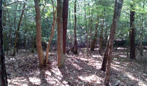 Photo #8 of 25+AC Millers Landing Road, Woods Cross Roads, Virginia 34.1 acres