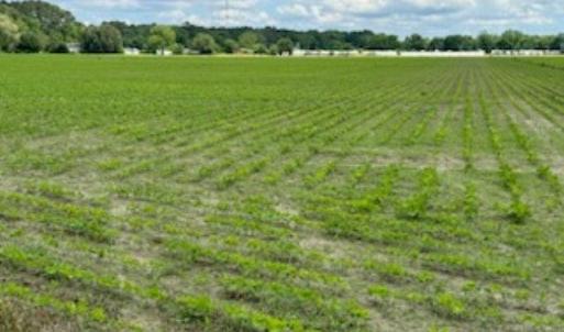 Photo #6 of 15+AC Tulls Creek Road, Moyock, North Carolina