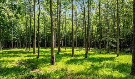 Photo #13 of 34AC Windsor Road, Dutton, Virginia 34.1 acres