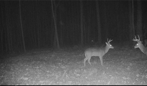 Photo #29 of 34AC Windsor Road, Dutton, Virginia 34.1 acres