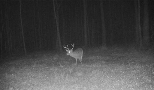 Photo #30 of 34AC Windsor Road, Dutton, Virginia 34.1 acres