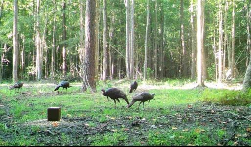 Photo #31 of 34AC Windsor Road, Dutton, Virginia 34.1 acres