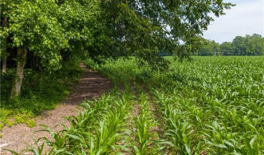 Photo #14 of 25+AC Woods Cross Road, Gloucester, Virginia 25.5 acres