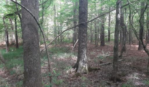 woods