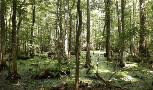 marsh