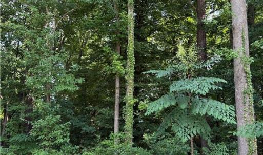 Photo #5 of 1117 Jackson Street, Virginia Beach, Virginia 1.1 acres