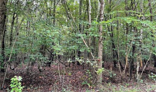 Photo #9 of 10+ac Beech Creek  (10.88ac) Road, Gloucester, Virginia 10.9 acres