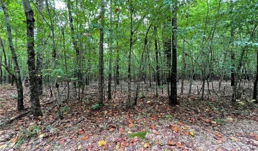 Photo #5 of 10+ac Beech Creek  (10.88Ac) Road, Gloucester, Virginia 10.9 acres