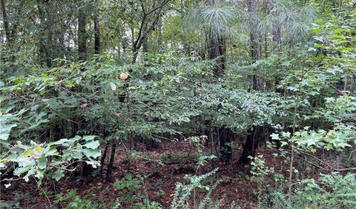 Photo #6 of 10+ac Beech Creek  (10.88Ac) Road, Gloucester, Virginia 10.9 acres