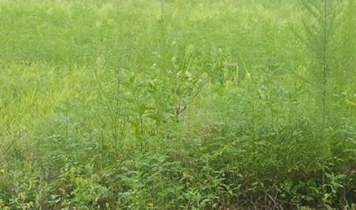 Photo #16 of 42-14 Chippokes Farm Road, Surry, Virginia 28.2 acres