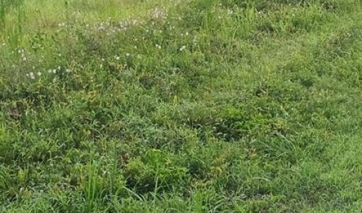Photo #17 of 42-14 Chippokes Farm Road, Surry, Virginia 28.2 acres
