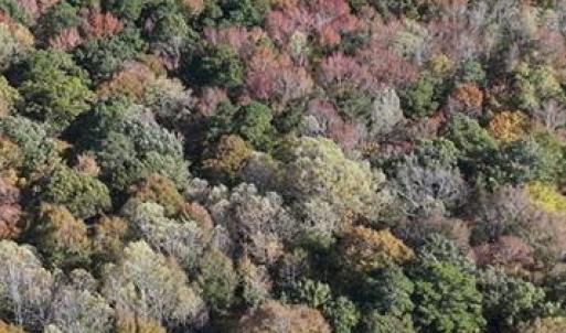 Photo #9 of 42-14 Chippokes Farm Road, Surry, Virginia 28.2 acres