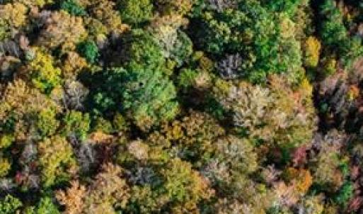 Photo #4 of 42-14 Chippokes Farm Road, Surry, Virginia 28.2 acres