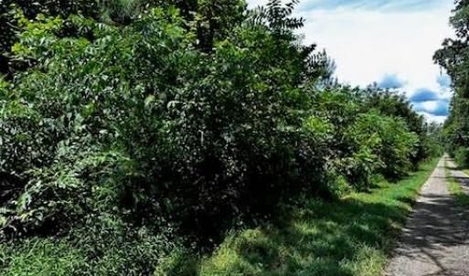 Photo #4 of 120+AC OLD CHURCH Road, New Kent, Virginia 128.0 acres