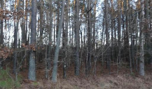 Photo #3 of 42 AC Strawberry Plaines, Ivor, Virginia 42.0 acres