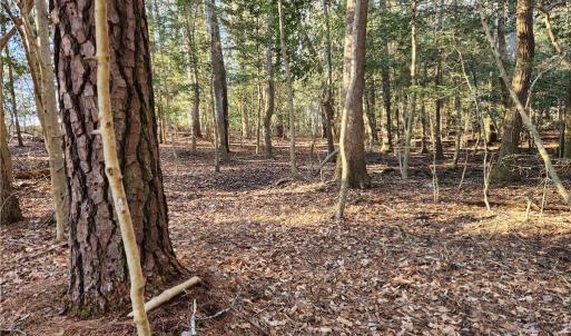 Photo #31 of 11.8AC Faison Road, Wakefield, Virginia 11.8 acres