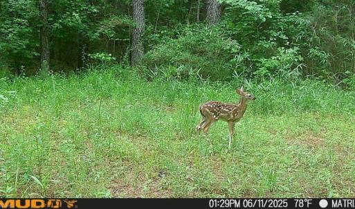 Photo #4 of 626. Manning. Drive, Valentines, Virginia 27.5 acres