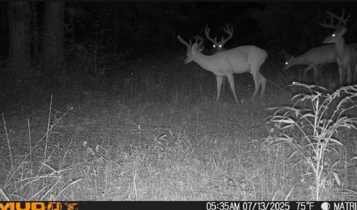 Photo #5 of 626. Manning. Drive, Valentines, Virginia 27.5 acres