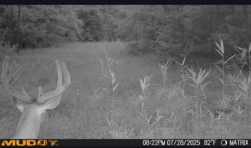 Photo #6 of 626. Manning. Drive, Valentines, Virginia 27.5 acres