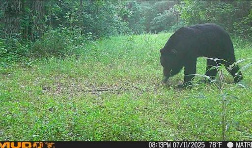 Photo #7 of 626. Manning. Drive, Valentines, Virginia 27.5 acres