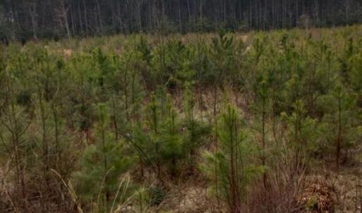 Photo #1 of Lot 9 Saw Mill Lane, Gloucester, Virginia 5.3 acres