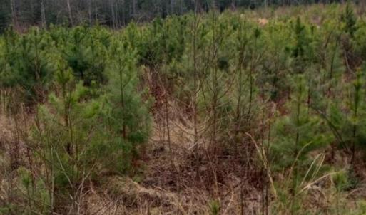 Photo #3 of Lot 9 Saw Mill Lane, Gloucester, Virginia 5.3 acres