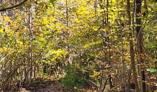 Photo #12 of 16.4ac Plainview Drive, Saluda, Virginia 16.4 acres