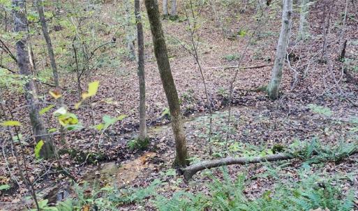 Photo #4 of 16.4ac Plainview Drive, Saluda, Virginia 16.4 acres