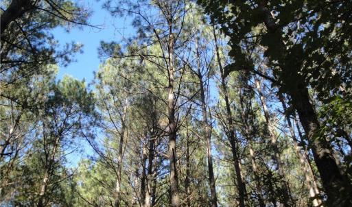 Photo #8 of 572 AC BUCKHORN RD & CHAPPELL Drive, Suffolk, Virginia 572.0 acres