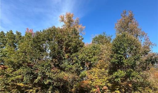 Photo #4 of 208 Monifieth, Williamsburg, Virginia 0.5 acres