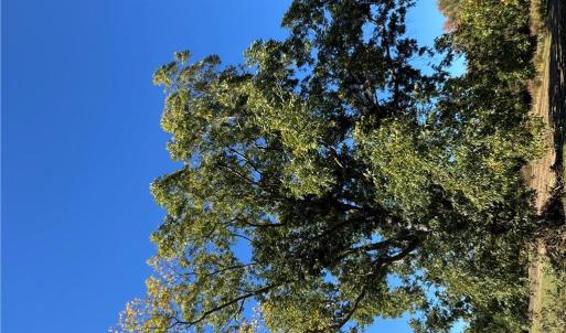 Photo #3 of 15045 Trump Town Road, Windsor, Virginia 9.1 acres