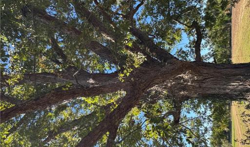 Photo #4 of 15045 Trump Town Road, Windsor, Virginia 9.1 acres