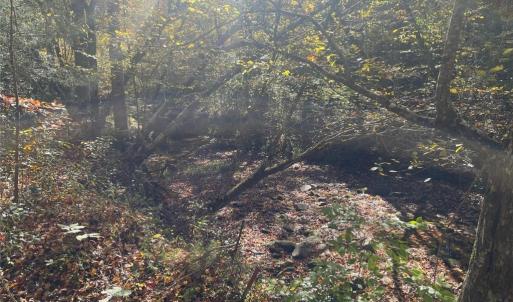 Photo #22 of 4720 Wightman Road, Chase City, Virginia 70.0 acres