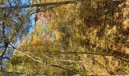 Photo #24 of 4720 Wightman Road, Chase City, Virginia 70.0 acres