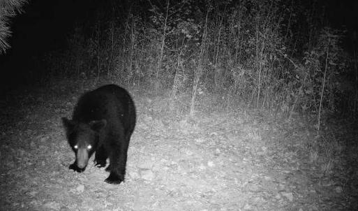 Photo #37 of 4720 Wightman Road, Chase City, Virginia 70.0 acres