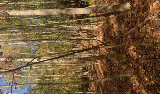 Photo #5 of Off Of T.C. Walker Rd. Rt. 629 Lane, Gloucester, Virginia 17.3 acres