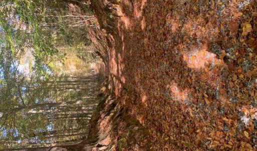 Photo #6 of Off Of T.C. Walker Rd. Rt. 629 Lane, Gloucester, Virginia 17.3 acres