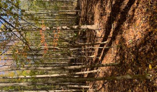 Photo #2 of 17+ac T.C. Walker Rd (Off of). Rt. 629 Lane, Gloucester, Virginia 17.3 acres