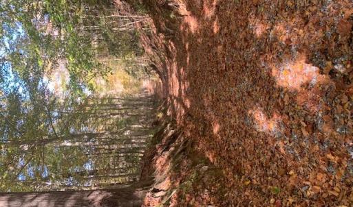 Photo #4 of 17+ac T.C. Walker Rd (Off of). Rt. 629 Lane, Gloucester, Virginia 17.3 acres