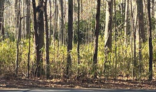 Photo #4 of Lot 4 Kentucky Trail, Chesapeake, Virginia 3.0 acres