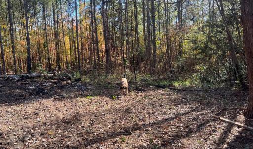 Photo #24 of 955 Manning Drive, Valentines, Virginia 36.4 acres