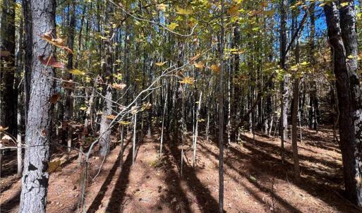 Photo #26 of 955 Manning Drive, Valentines, Virginia 36.4 acres