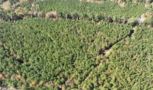 Photo #7 of 955 Manning Drive, Valentines, Virginia 36.4 acres