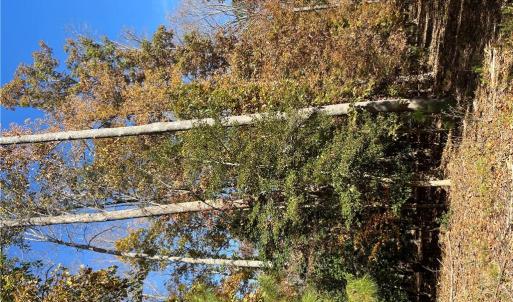 Photo #11 of 2425 Jolly Pond Road, Williamsburg, Virginia 15.5 acres