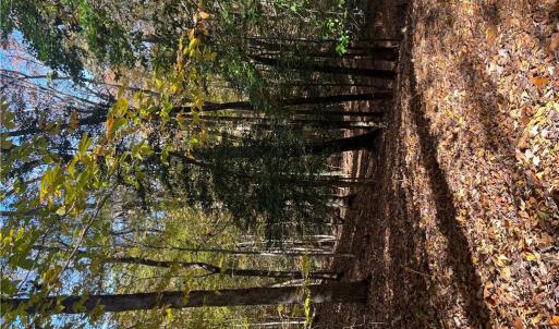 Photo #14 of 2425 Jolly Pond Road, Williamsburg, Virginia 15.5 acres