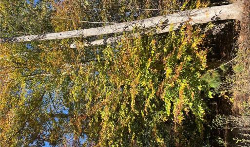 Photo #10 of 2425 Jolly Pond Road, Williamsburg, Virginia 14.5 acres